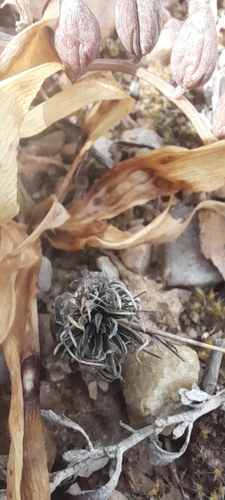 Ornithogalum sardienii (Ornithogalum sardienii)