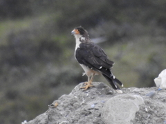 Daptrius albogularis