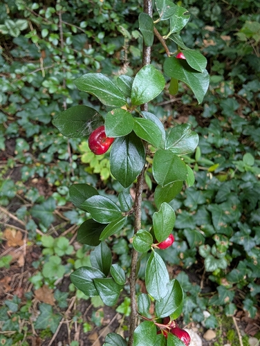 Cotoneaster divaricatus