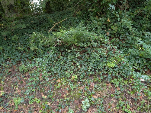 Cotoneaster divaricatus