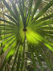 Coccothrinax