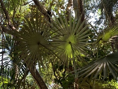 Coccothrinax