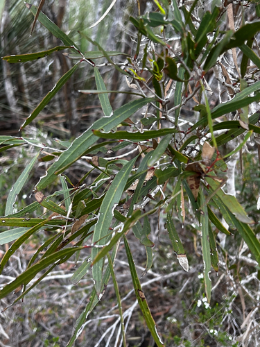Eucalyptus cneorifolia, photograph 5