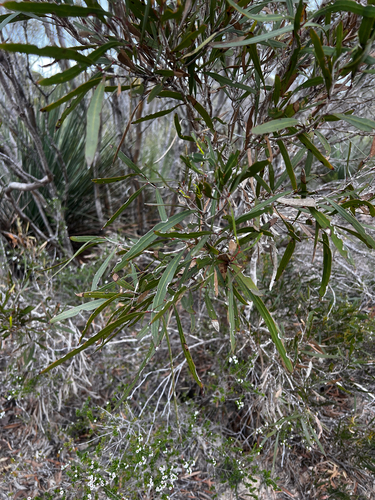 Eucalyptus cneorifolia, photograph 6