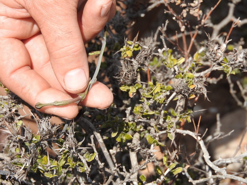 Ceropegia fimbriata, Calitzdorp, 6660, South Africa
