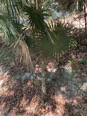 Coccothrinax