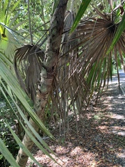 Coccothrinax