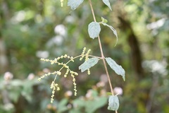Sageretia elegans