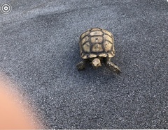 Centrochelys sulcata
