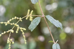 Sageretia elegans