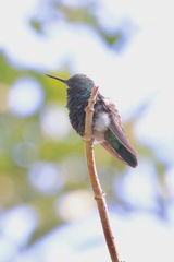 Chlorostilbon assimilis