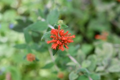 Bouvardia leiantha