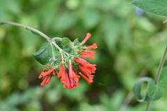 Bouvardia leiantha