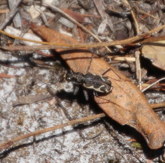 Neocicindela tuberculata
