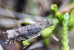 Ancylis unguicella