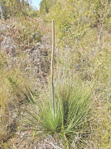 swamp grasstree (Xanthorrhoea fulva)