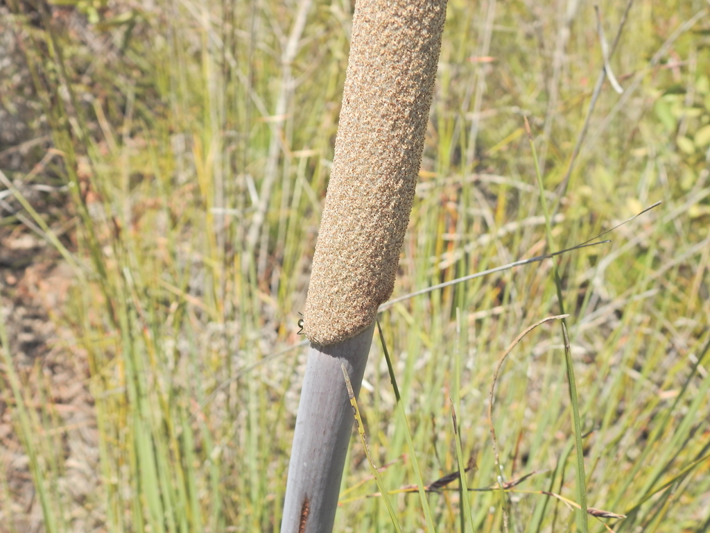 Xanthorrhoea fulva; photograph (c) Scott W. Gavins, some rights reserved (CC BY)