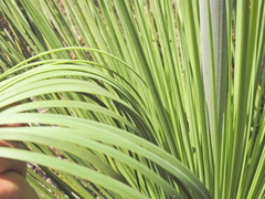 (c) Scott W. Gavins, some rights reserved (CC BY) Xanthorrhoea fulva, photograph (c) Scott W. Gavins, some rights reserved (CC BY)