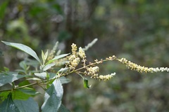 Buddleja americana