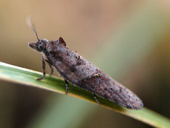 Acleris celiana