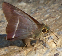 Hasora taminatus