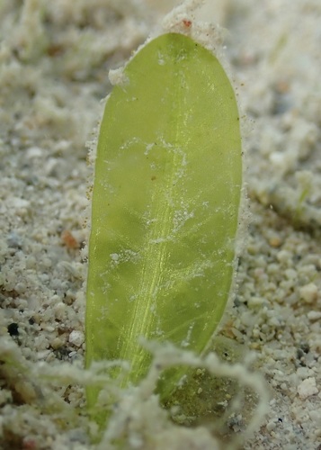 Halophila hawaiiana observed 2025-09-19