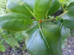 Aurotipula clara