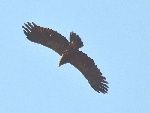 Lesser Spotted Eagle