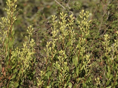 orcutt's hazardia (Hazardia orcuttii)