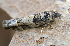 Pseudexentera mali