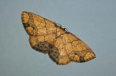 Nematocampa