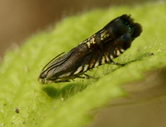 Grapholita angleseana