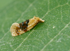 Cochylis bucera