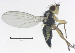 Cerodontha angustipennis