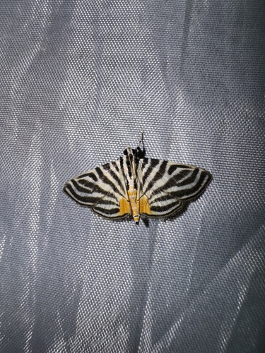 Dichocrocis rigidalis