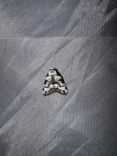 Meganola nitida