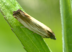 Eucosma radiatana