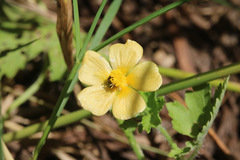 Modiolastrum malvifolium