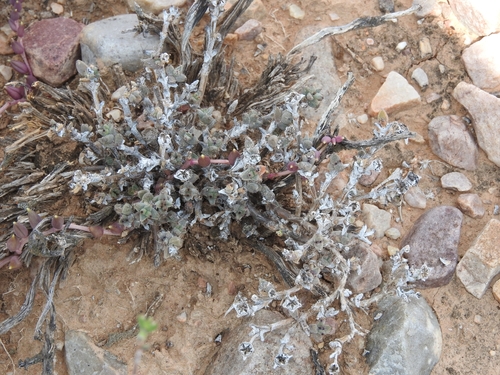 Hairy Nipple Crownfig (Trichodiadema setuliferum)