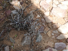 Trichodiadema setuliferum, photograph (c) Noeleen du Toit, some rights reserved (CC BY-SA)