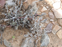 Trichodiadema setuliferum, photograph (c) Noeleen du Toit, some rights reserved (CC BY-SA)