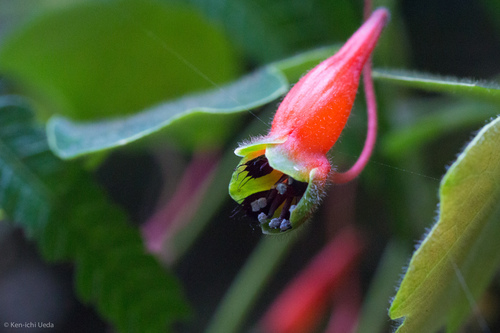 Representative image of Tropaeolaceae