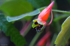 Tropaeolum adpressum