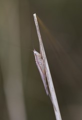 Conocephalus gracillimus