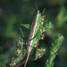 Prairie Meadow Katydid - Photo (c) Robert Webster, some rights reserved (CC BY-SA), uploaded by Robert Webster