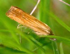 Eucosma umbrastriana