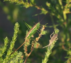 Conocephalus saltans