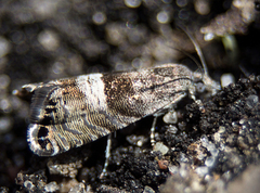 Sereda tautana