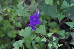 Maurandya barclayana