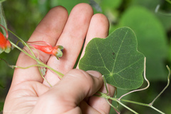 Tropaeolum adpressum